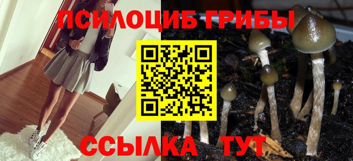 Псилоцибиновые грибы Psilocybe Новосибирск